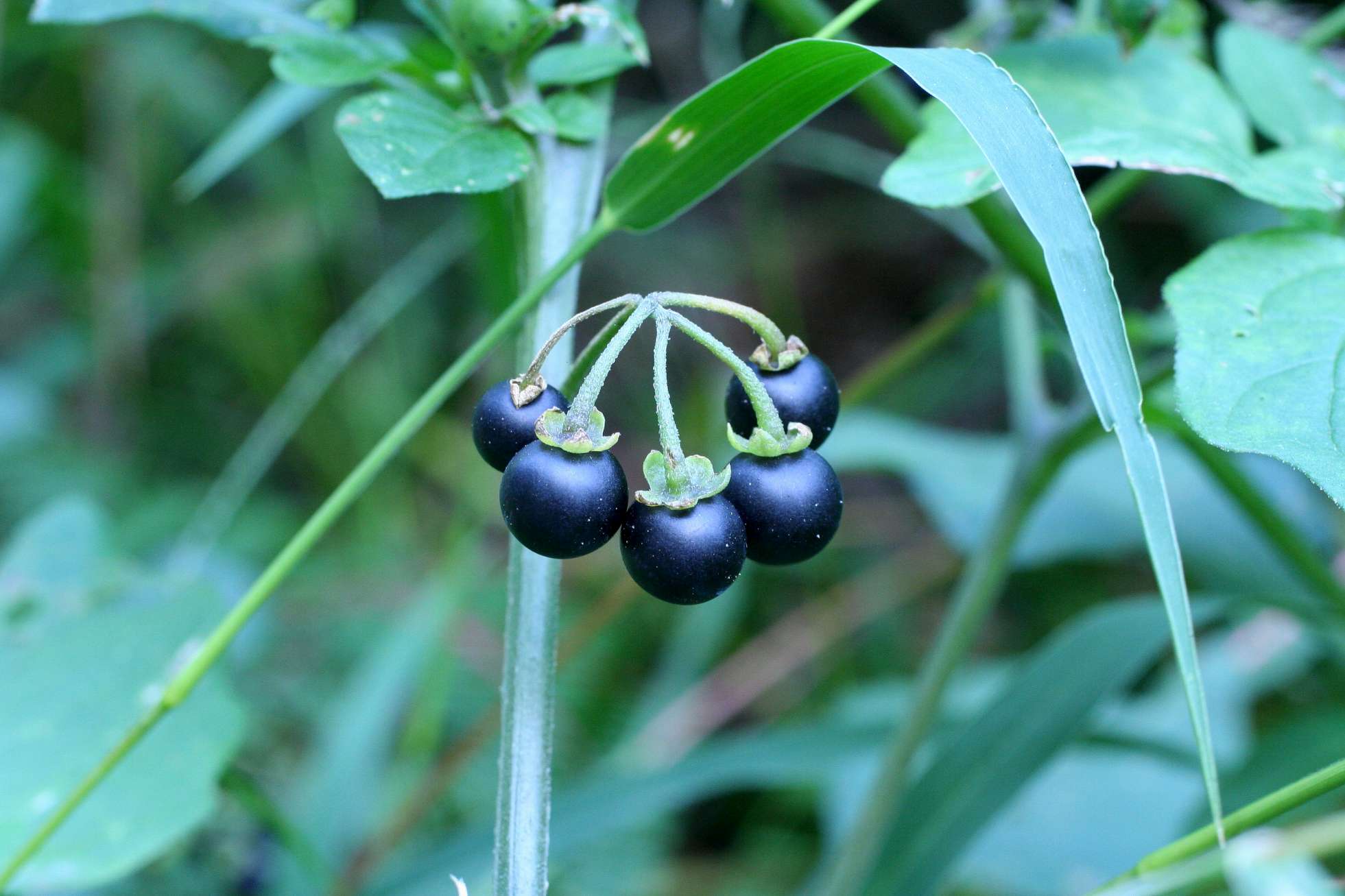 Serve il vostro aiuto - Solanum nigrum e villosum